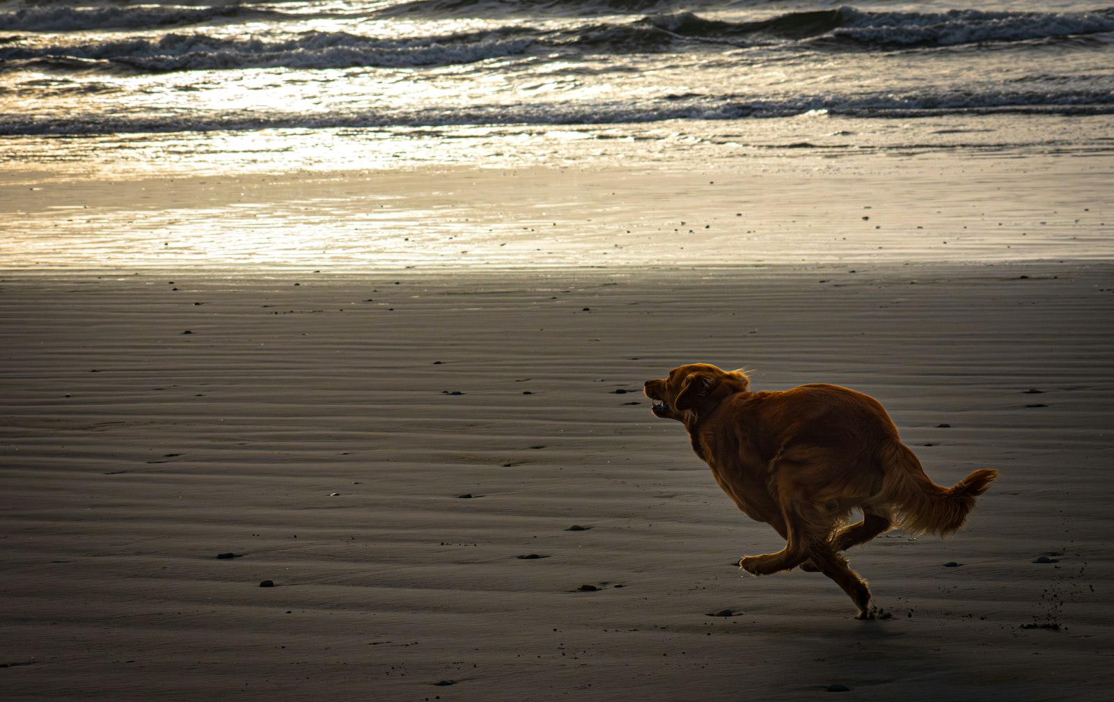 Dog Grooming Berkeley: How to Choose the Right Groomer for Your Dog